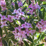 Daphne burkwoodii 'Astrid' - Garten-Seidelbast