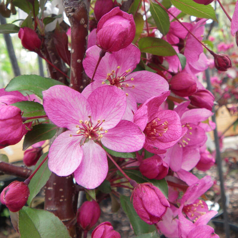 Zierapfel - Malus 'Paul Hauber' - rosa