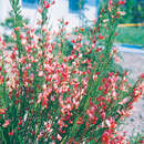 Cytisus 'Roter Favorit' - Frühlingsginster