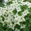 Cornus kousa 'Milky Way': Bild 1/2