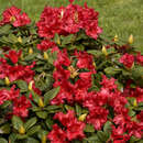 Rhododendron repens 'Scarlet Wonder' - Zwerg-Rhododendron