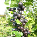 Ribes 'Jostabeere Jostine' - Jostabeere