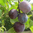 Prunus domestica 'Mariazeller Hauszwetschke': Bild 1/2