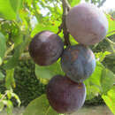 Zwetschke - Prunus domestica 'Mariazeller Hauszwetschke'