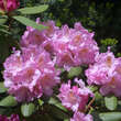 Rhododendron 'Roseum Elegans': Bild 1/1