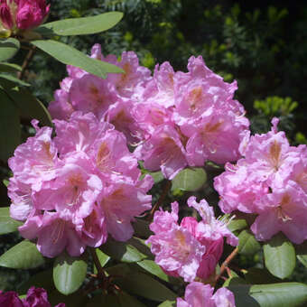 Rhododendron 'Roseum Elegans'