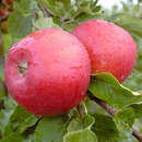 Malus domestica 'Stark Earliest' - Sommerapfel
