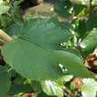 Morus nigra 'Wellington': Bild 2/2