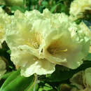 Rhododendron Yakusimanum Hybr. - gelb - Berg-Rhododendron