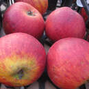 Malus domestica 'Gerlinde' - Herbstapfel