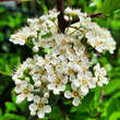 Pyracantha 'Dart's Red': Bild 1/3