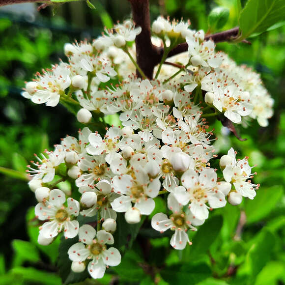 Pyracantha 'Dart's Red': Bild 1/3 Pyracantha 'Dart's Red': Bild 1/3
