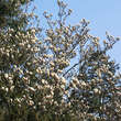 Magnolia soulangeana: Bild 10/10