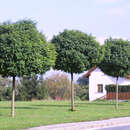 Robinia pseudoacacia 'Umbraculifera' - Kugelakazie