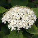 Viburnum lantana - Wolliger Schneeball