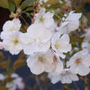 Prunus serrulata 'Sunset Boulvard' - Schlanke Blütenkirsche