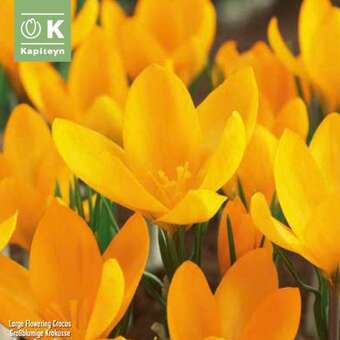Crocus vernus 'Yellow Mammouth'