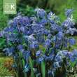 Scilla sibirica: Bild 1/1