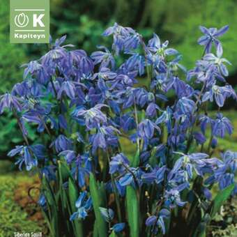 Scilla sibirica