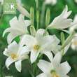Lilium candidum: Bild 1/1