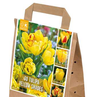 Tulpen Gelb Shades