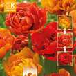 Tulipa Sunlover: Bild 1/1