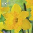 Narcissus Dutch Master: Bild 1/1