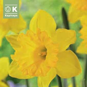 Narcissus Dutch Master