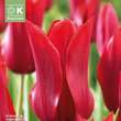 Tulipa Pretty Woman: Bild 1/1