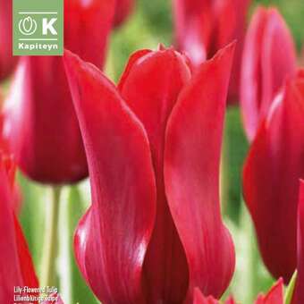 Tulipa Pretty Woman