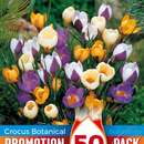 Crocus botanisch Mischung - Krokus botanisch
