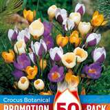 Crocus botanisch Mischung - Krokus botanisch
