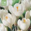 Crocus vernus 'Jeanne D'Arc': Bild 1/1