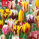 Perfect Combination Tulpen Fireworks - Tulpen-Mischung