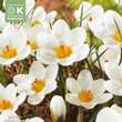 Crocus chrysanthus 'Ard Schenk': Bild 1/1