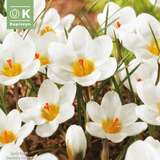 Crocus chrysanthus 'Ard Schenk' - Krokus botanisch