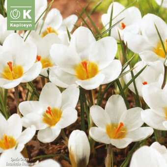 Crocus chrysanthus 'Ard Schenk'