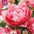 Tulipa Double Sugar: Bild 1/1