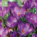Crocus tommasinianus 'Ruby Giant' - Krokus botanisch