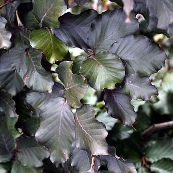 Fagus sylvatica 'Tortuosa Purpurea'