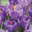 Crocus vernus 'Grand Maitre': Bild 1/1