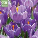 Crocus vernus 'Grand Maitre' - Krokus großblumig