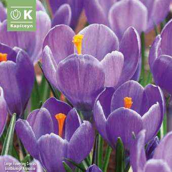 Crocus vernus 'Grand Maitre'
