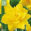 Narcissus Golden Ducat: Bild 1/1