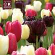 Perfect Combination Einfache späte Tulpen schwarz, pink, weiß: Bild 1/1