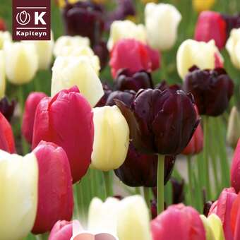 Perfect Combination Einfache späte Tulpen schwarz, pink, weiß