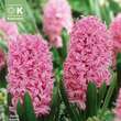 Hyacinthus Pink Pearl: Bild 1/1