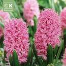 Hyacinthus Pink Pearl - Hyazinthen