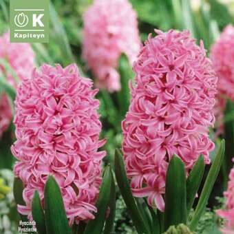 Hyacinthus Pink Pearl
