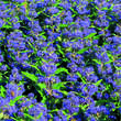 Caryopteris clandonensis 'Grand Bleu': Bild 1/6